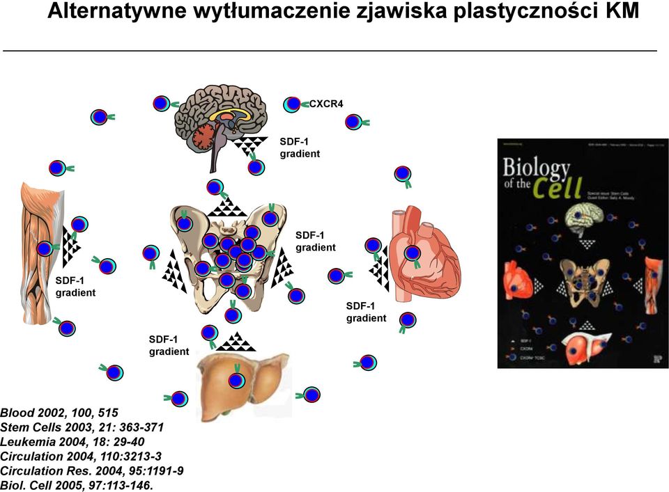 100, 515 Stem Cells 2003, 21: 363-371 Leukemia 2004, 18: 29-40 Circulation