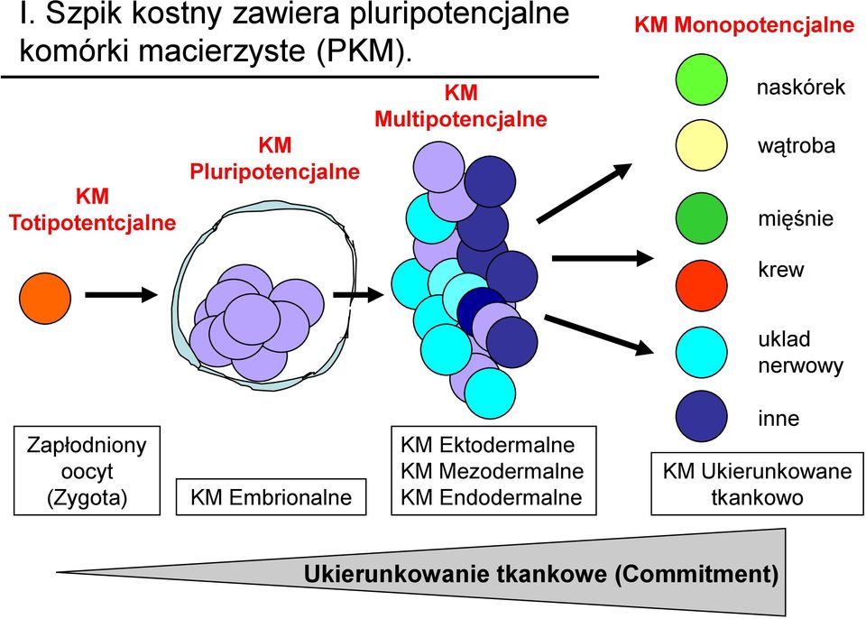 naskórek wątroba mięśnie krew uklad nerwowy Zapłodniony oocyt (Zygota) KM Embrionalne