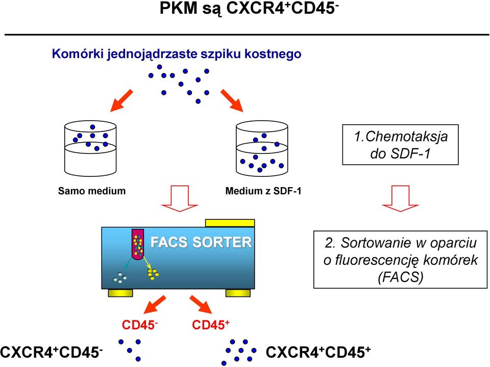 Chemotaksja do SDF-1 Samo medium Medium z SDF-1 FACS