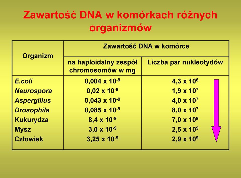 coli Neurospora Aspergillus Drosophila Kukurydza Mysz Człowiek 0,004 x 10-9 0,02 x 10-9