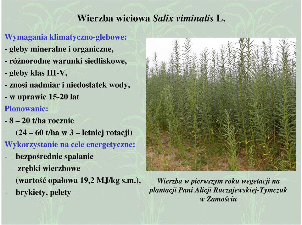 nadmiar i niedostatek wody, - w uprawie 15-20 lat Plonowanie: - 8 20 t/ha rocznie (24 60 t/ha w 3 letniej rotacji)