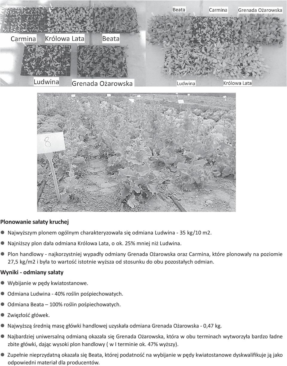 Wyniki - odmiany sałaty Wybijanie w pędy kwiatostanowe. Odmiana Ludwina - 40% roślin pośpiechowatych. Odmiana Beata 100% roślin pośpiechowatych. Zwięzłość główek.