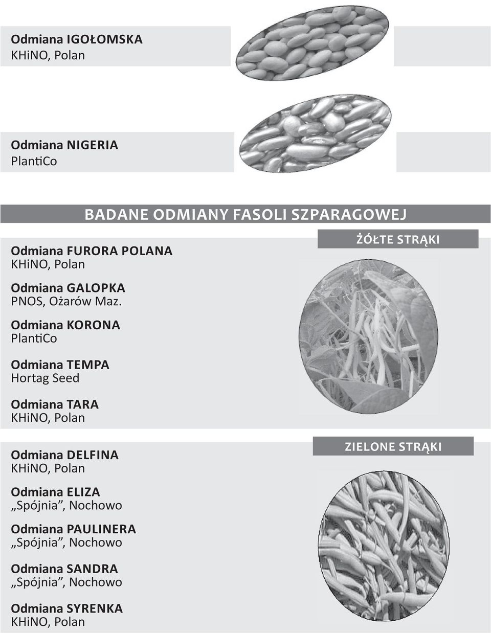 Odmiana KORONA PlantiCo Odmiana TEMPA Hortag Seed Odmiana TARA KHiNO, Polan ŻÓŁTE STRĄKI Odmiana DELFINA