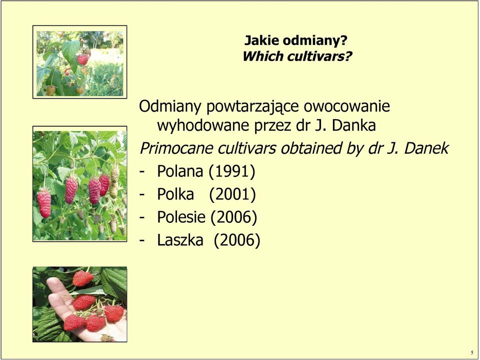 dr J. Danka Primocane cultivars obtained by dr J.