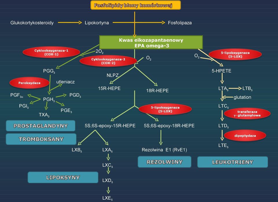 TXA3 PGD3 18R-HEPE LTB5 glutation LTC5 PGE3 5S,6S-epoxy-15R-HEPE LXB5