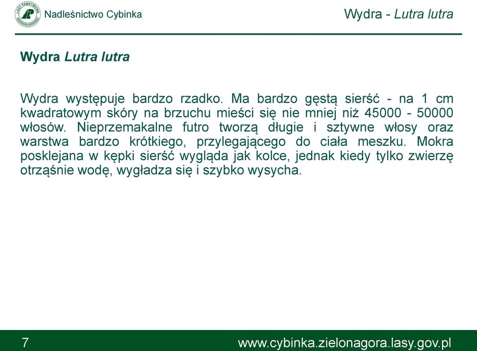 Nieprzemakalne futro tworzą długie i sztywne włosy oraz warstwa bardzo krótkiego, przylegającego do ciała