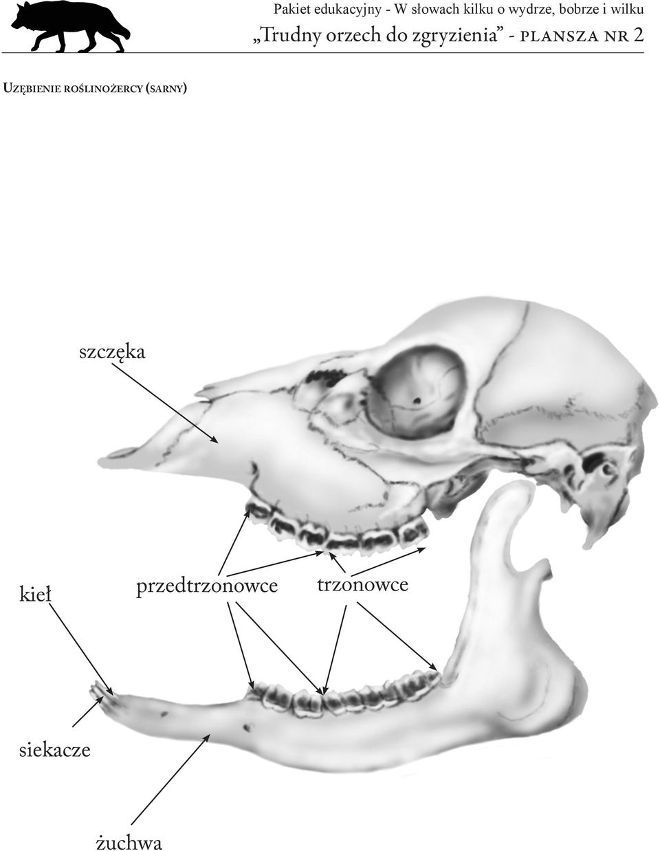 roślinożercy (sarny) szczęka