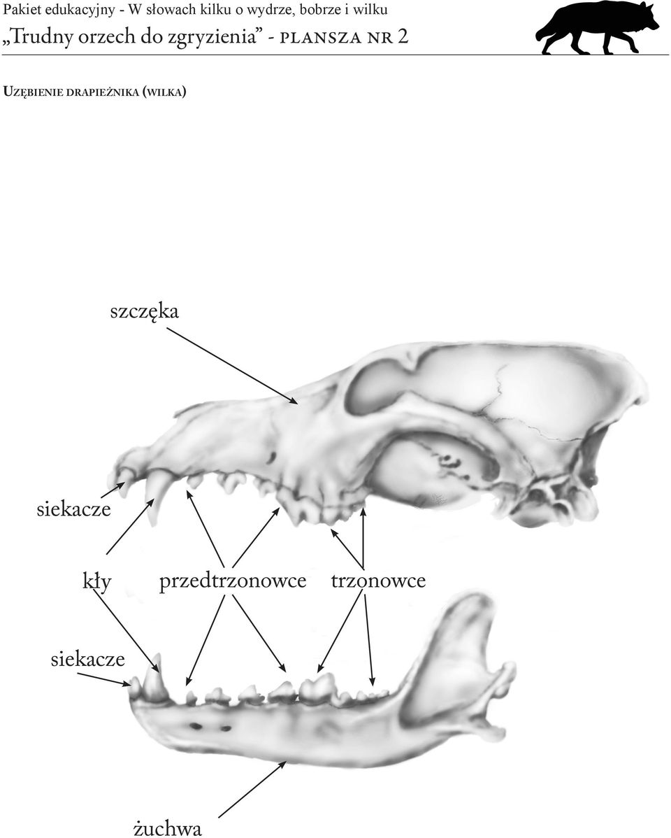 drapieżnika (wilka) szczęka