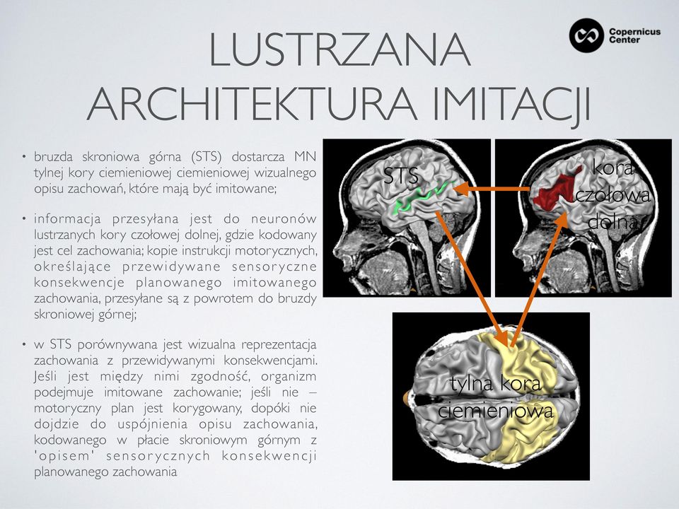 planowanego imitowanego zachowania, przesyłane są z powrotem do bruzdy skroniowej górnej; w STS porównywana jest wizualna reprezentacja zachowania z przewidywanymi konsekwencjami.