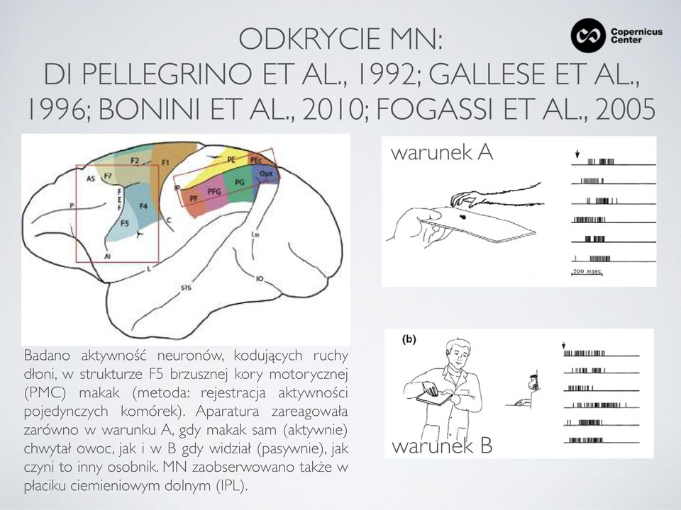 makak (metoda: rejestracja aktywności pojedynczych komórek).