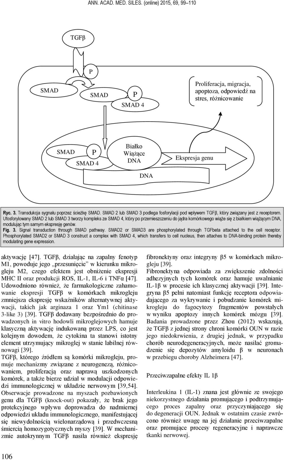 Transdukcja sygnału poprzez ścieżkę SMAD. SMAD 2 lub SMAD 3 podlega fosforylacji pod wpływem TGFβ, który związany jest z receptorem.