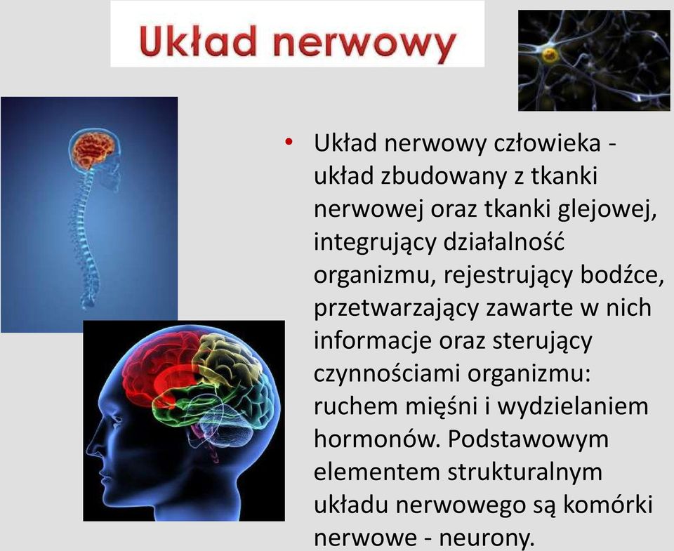 nich informacje oraz sterujący czynnościami organizmu: ruchem mięśni i wydzielaniem