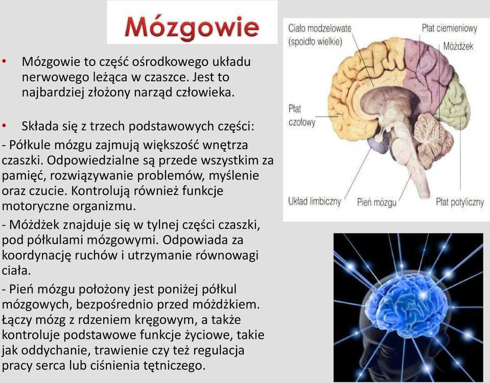 Odpowiedzialne są przede wszystkim za pamięd, rozwiązywanie problemów, myślenie oraz czucie. Kontrolują również funkcje motoryczne organizmu.