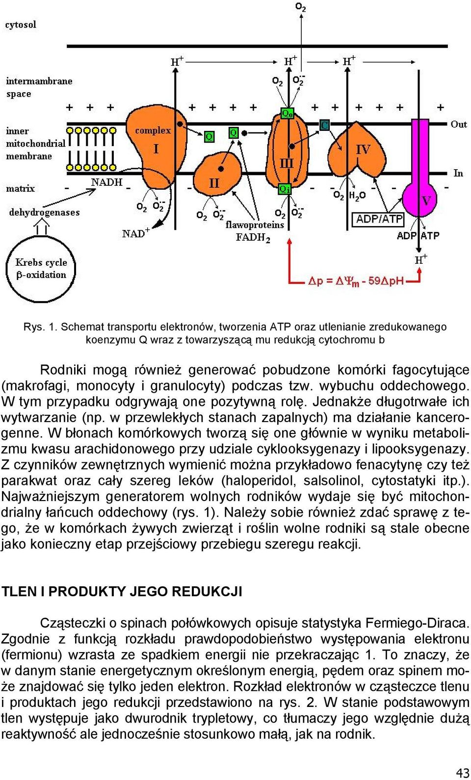 monocyty i granulocyty) podczas tzw. wybuchu oddechowego. W tym przypadku odgrywaj one pozytywn rol. Jednak e d ugotrwa e ich wytwarzanie (np.