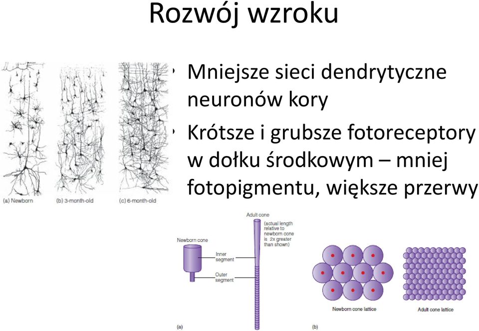 i grubsze fotoreceptory w dołku