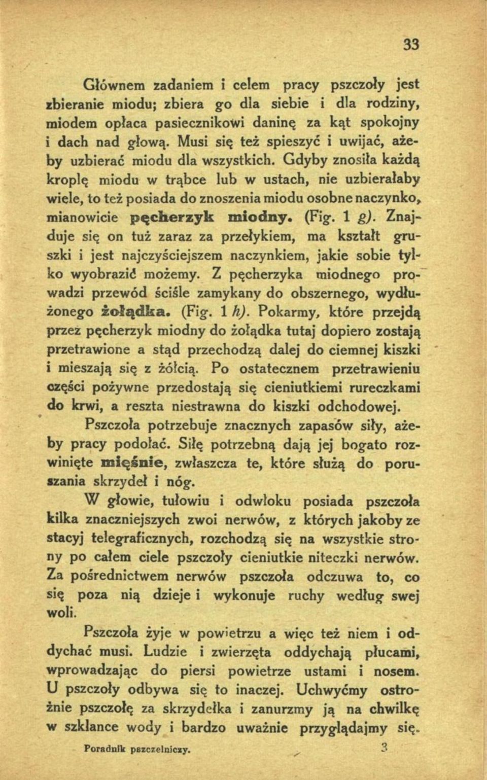 Gdyby znosiła każdą kroplę miodu w trąbce lub w ustach, nie uzbierałaby wiele, to też posiada do znoszenia miodu osobne naczynko, mianowicie pęcherzyk miodny. (Fig. 1 g).