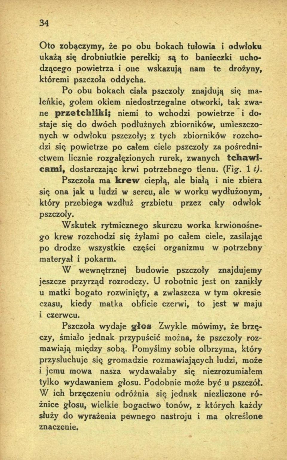 umieszczonych w odwłoku pszczoły; z tych zbiorników rozchodzi się powietrze po całem ciele pszczoły za pośrednictwem licznie rozgałęzionych rurek, zwanych tchaw i cam i, dostarczając krwi potrzebnego