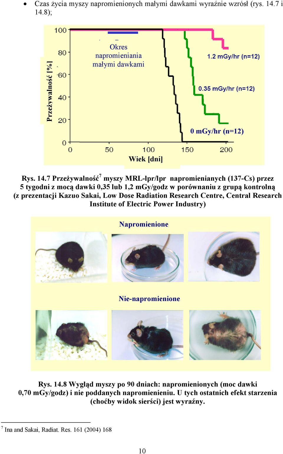 8); PrzeŜywalność [%] Okres napromieniania małymi dawkami 0 mgy/hr (n=12) Wiek [dni] Rys. 14.
