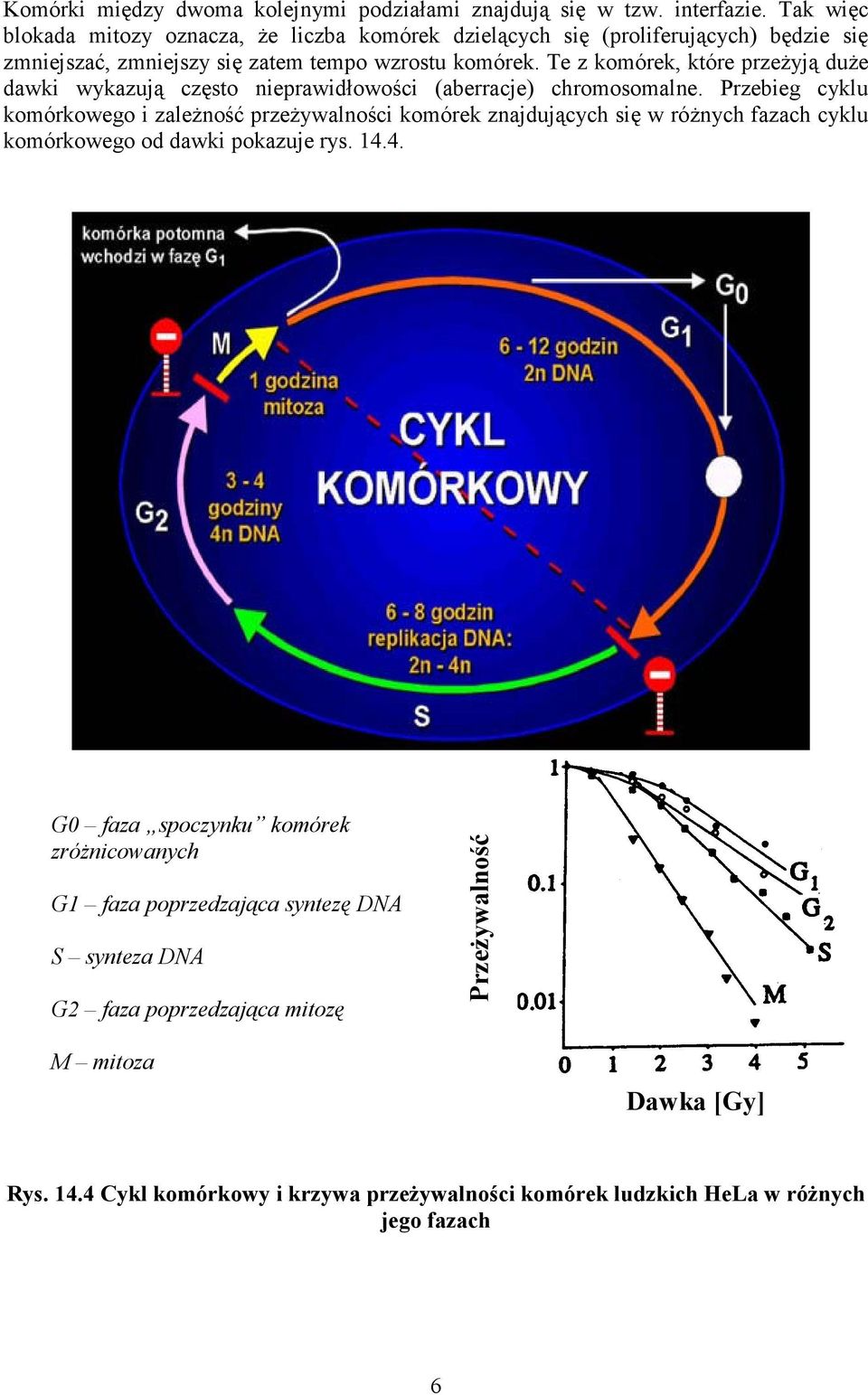 Te z komórek, które przeŝyją duŝe dawki wykazują często nieprawidłowości (aberracje) chromosomalne.