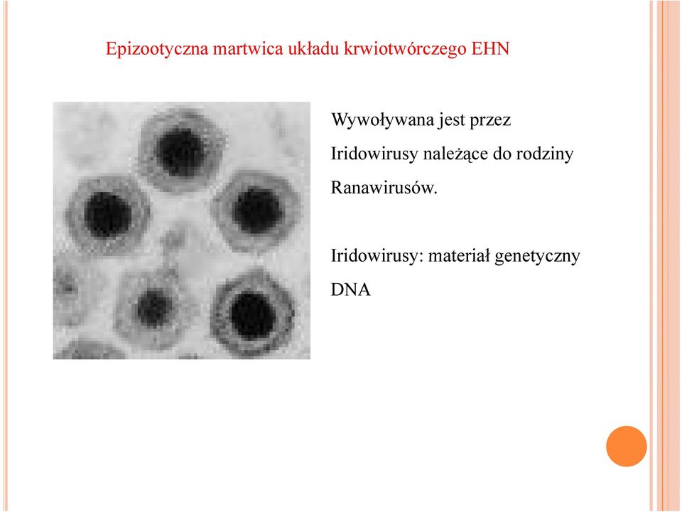 rodziny Ranawirusów.