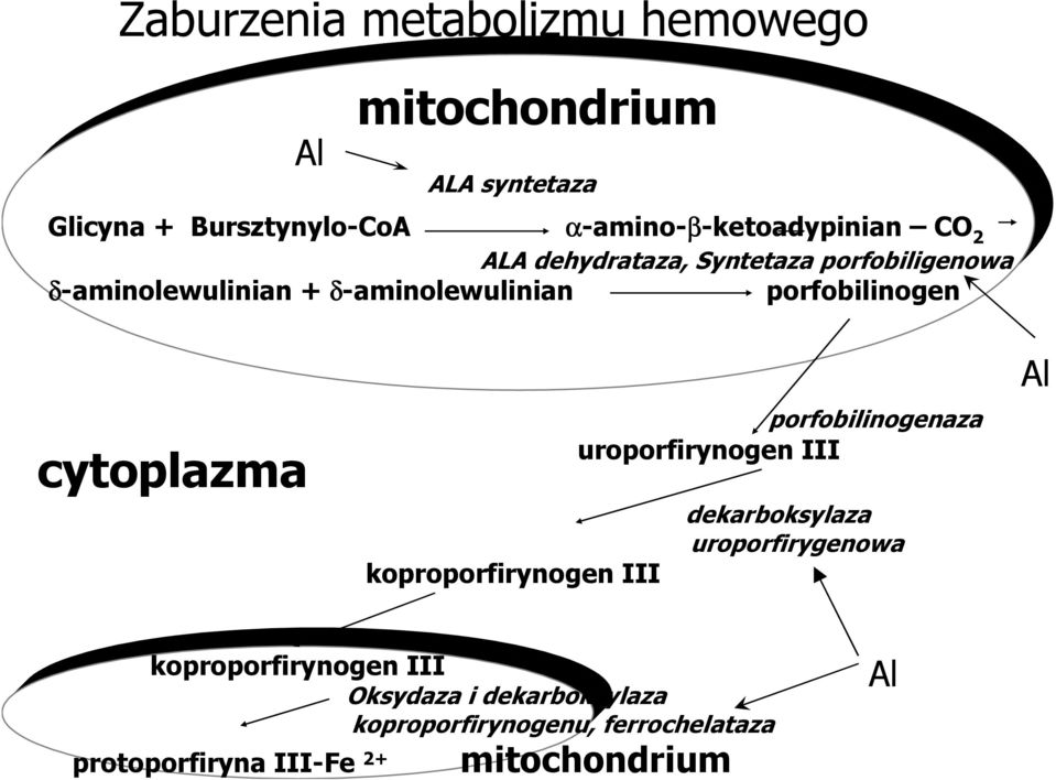 porfobilinogen cytoplazma koproporfirynogen III porfobilinogenaza uroporfirynogen III dekarboksylaza