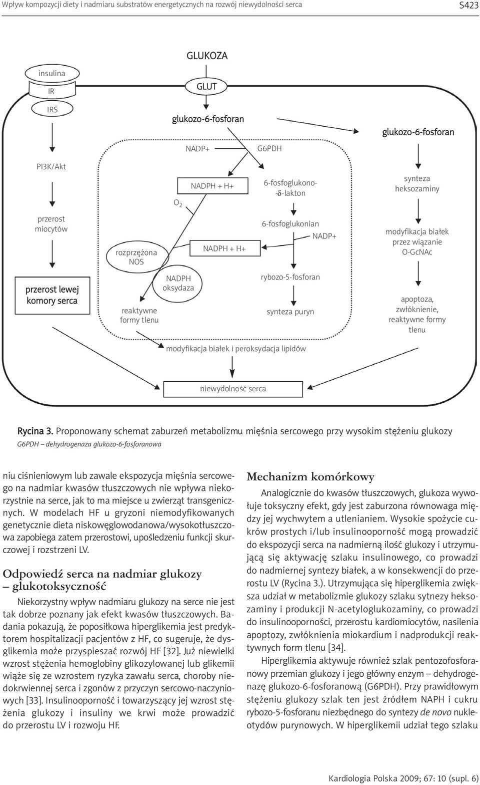 formy tlenu NADPH oksydaza rybozo-5-fosforan synteza puryn apoptoza, zwłóknienie, reaktywne formy tlenu modyfikacja białek i peroksydacja lipidów niewydolność serca Rycina 3.