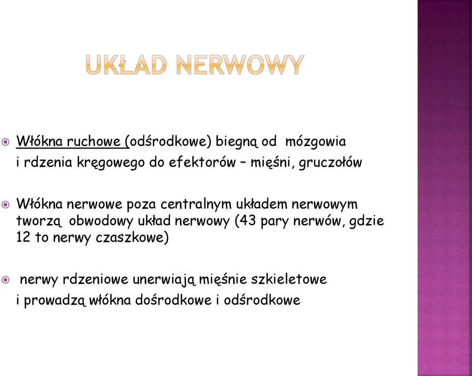 tworzą obwodowy układ nerwowy (43 pary nerwów, gdzie 12 to nerwy czaszkowe)