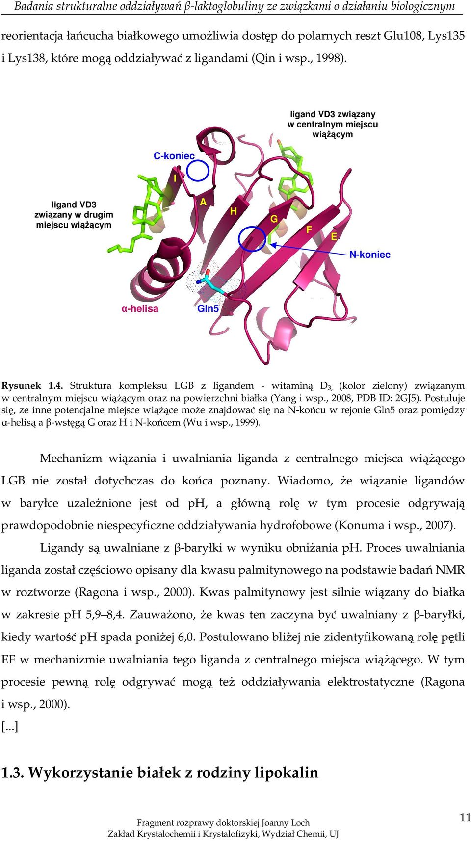 Struktura kompleksu LGB z ligandem - witaminą D 3, (kolor zielony) związanym w centralnym miejscu wiążącym oraz na powierzchni białka (Yang i wsp., 2008, PDB ID: 2GJ5).
