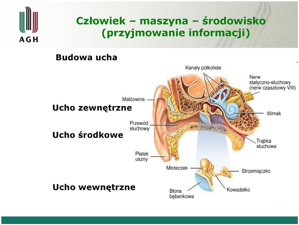 ucha Ucho zewnętrzne