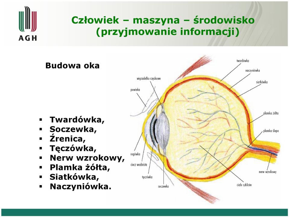 Źrenica, Tęczówka, Nerw