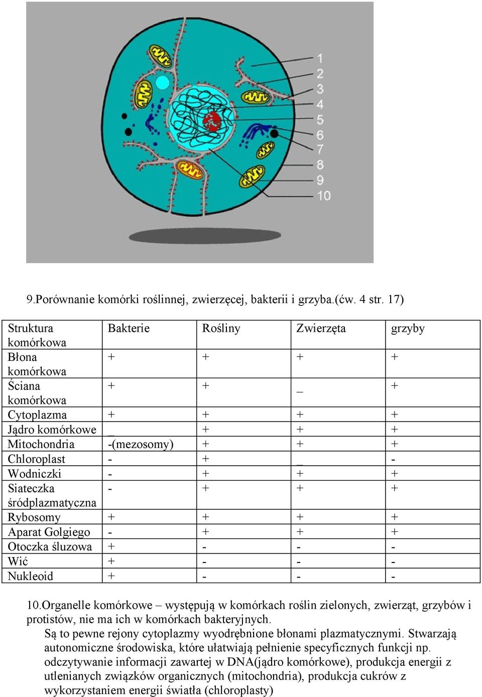 - Wodniczki - + + + Siateczka - + + + śródplazmatyczna Rybosomy + + + + Aparat Golgiego - + + + Otoczka śluzowa + - - - Wić + - - - Nukleoid + - - - 10.