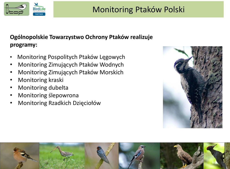 Zimujących Ptaków Wodnych Monitoring Zimujących Ptaków Morskich