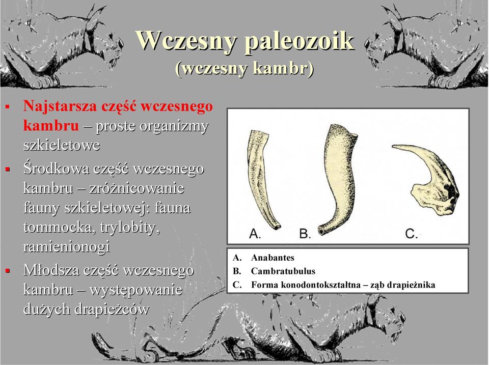 tommocka,, trylobity, ramienionogi Młodsza część wczesnego kambru występowanie dużych