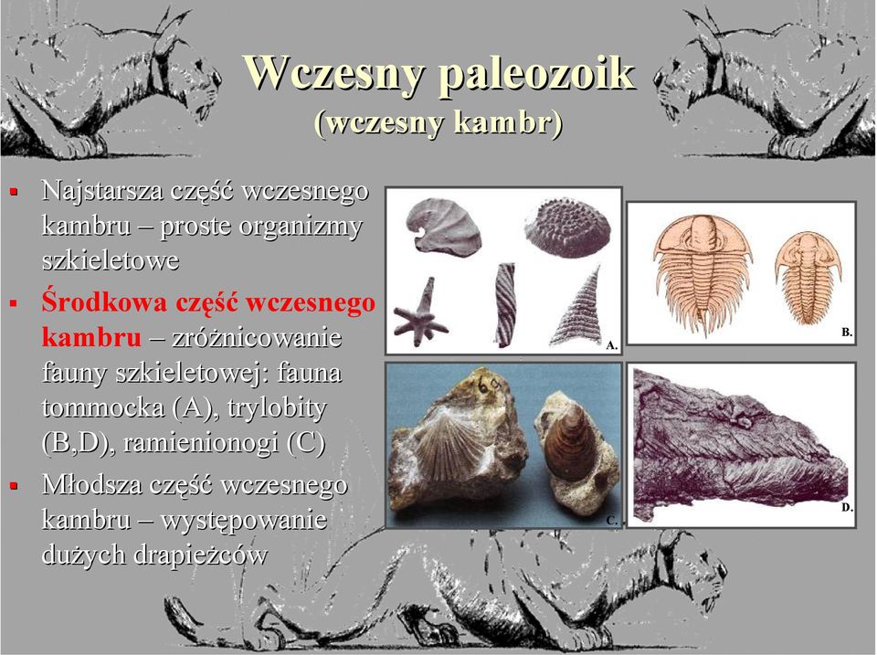 zróżnicowanie fauny szkieletowej: fauna tommocka (A), trylobity (B,D),