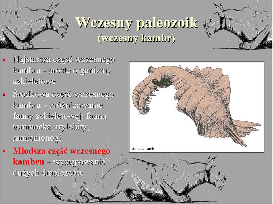 zróżnicowanie fauny szkieletowej: fauna tommocka, trylobity,