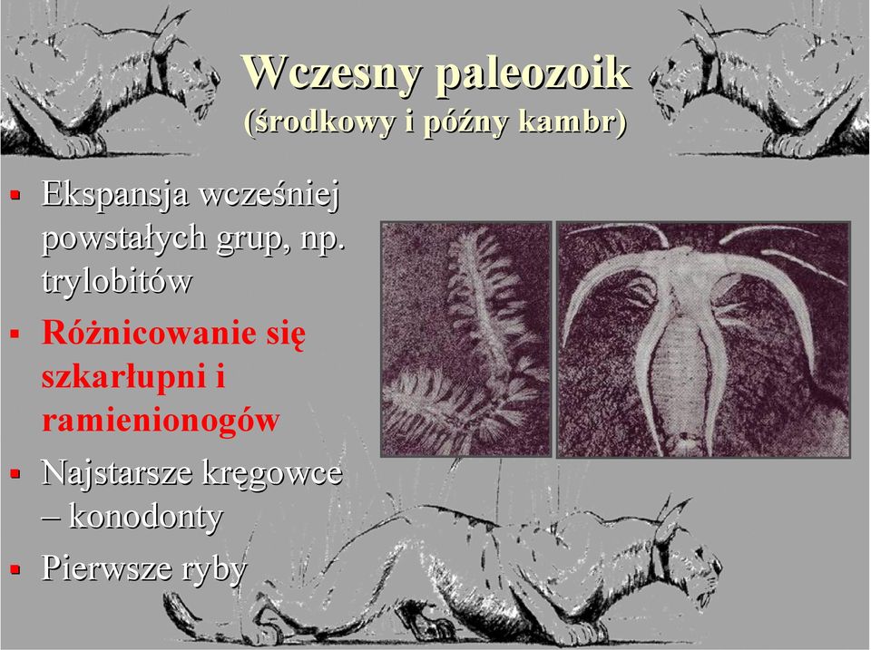 ramienionogów Najstarsze kręgowce konodonty