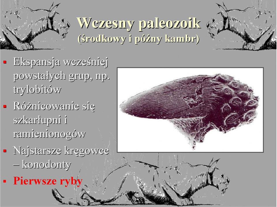 ramienionogów Najstarsze kręgowce konodonty