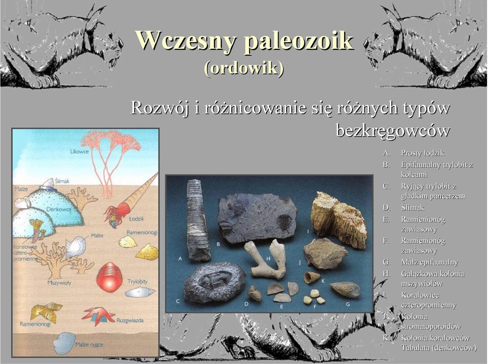 Ramienionóg zawiasowy F. Ramienionóg zawiasowy G. Małż epifaunalny H.