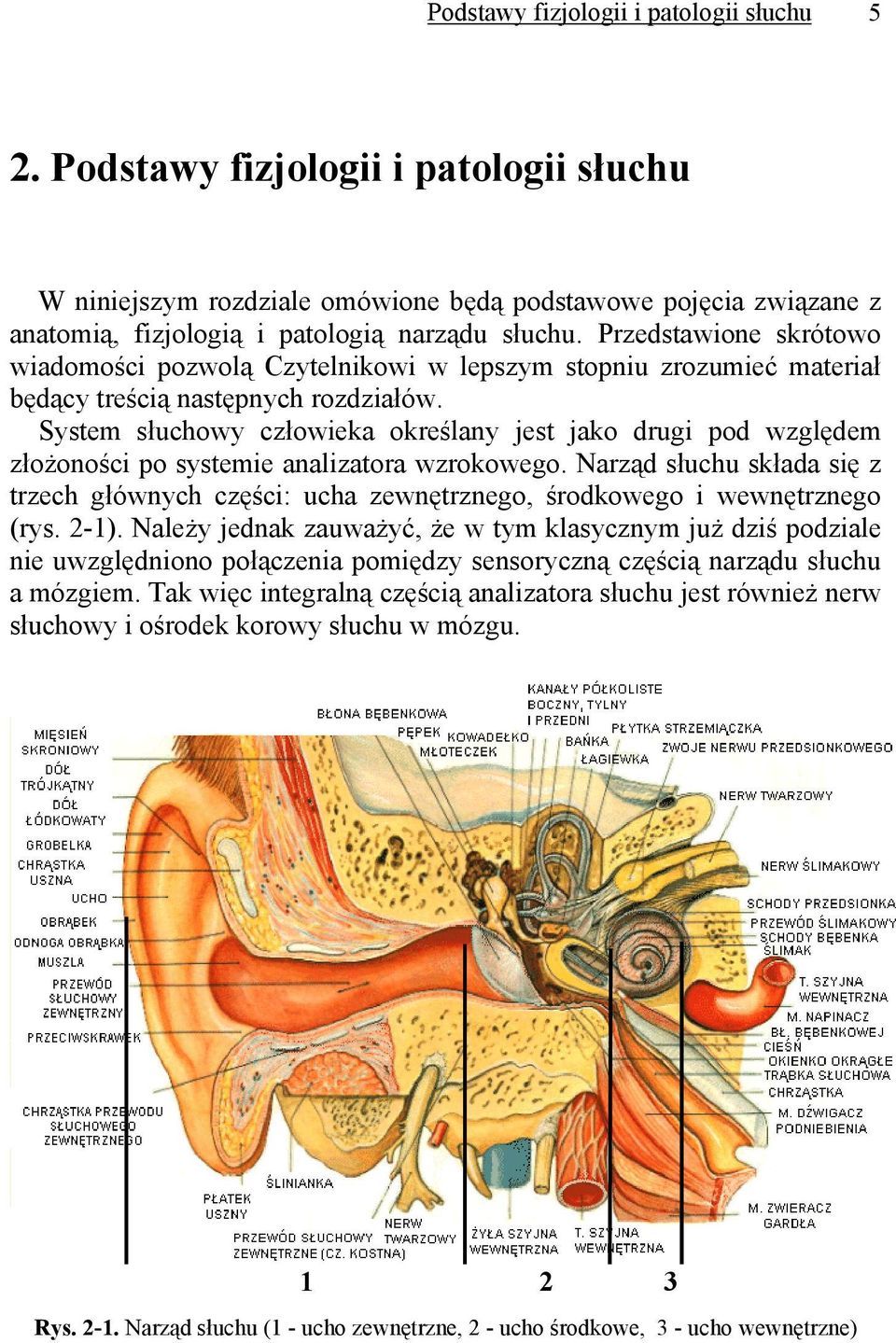 System słuchowy człowieka określany jest jako drugi pod względem złożoności po systemie analizatora wzrokowego.