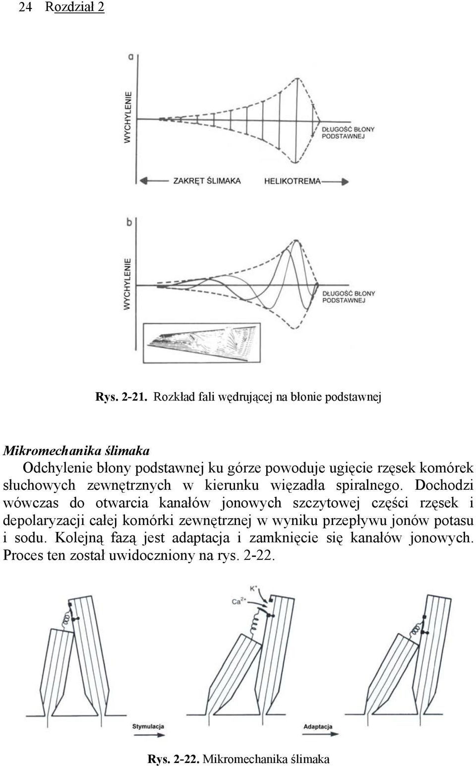 rzęsek komórek słuchowych zewnętrznych w kierunku więzadła spiralnego.