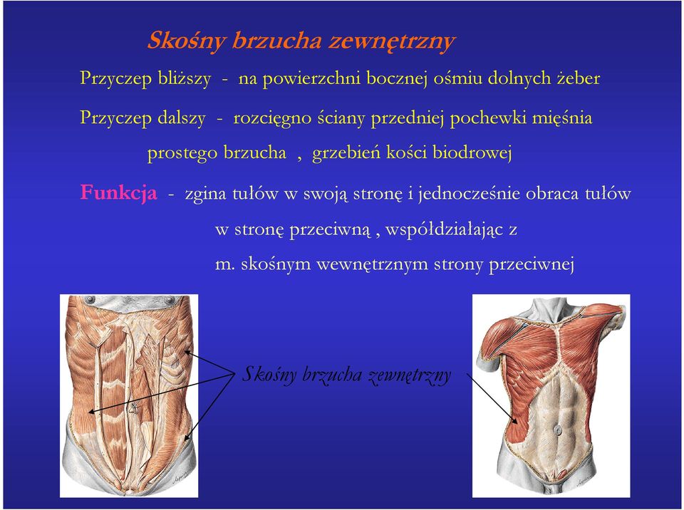 kości biodrowej Funkcja - zgina tułów w swoją stronę i jednocześnie obraca tułów w stronę