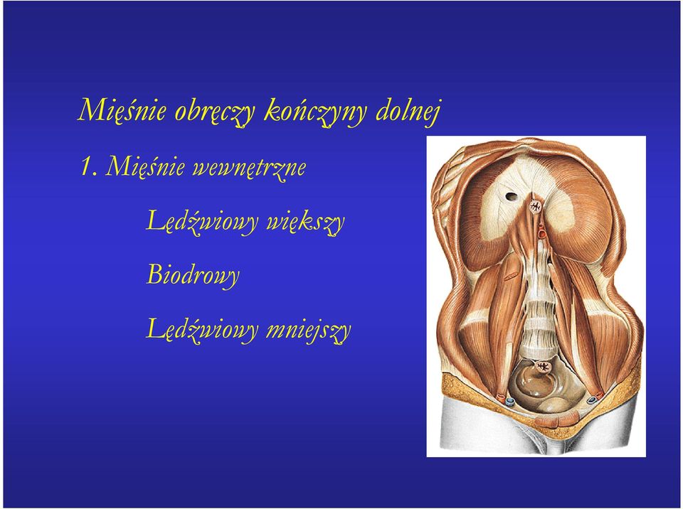 Mięśnie wewnętrzne