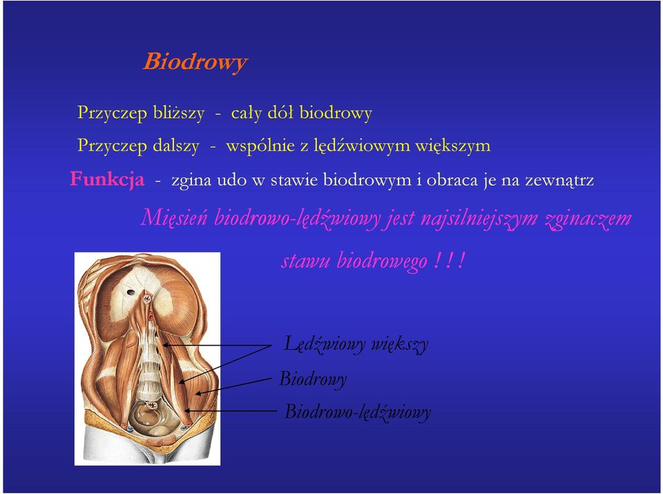 obraca je na zewnątrz Mięsień biodrowo-lędźwiowy wiowy jest