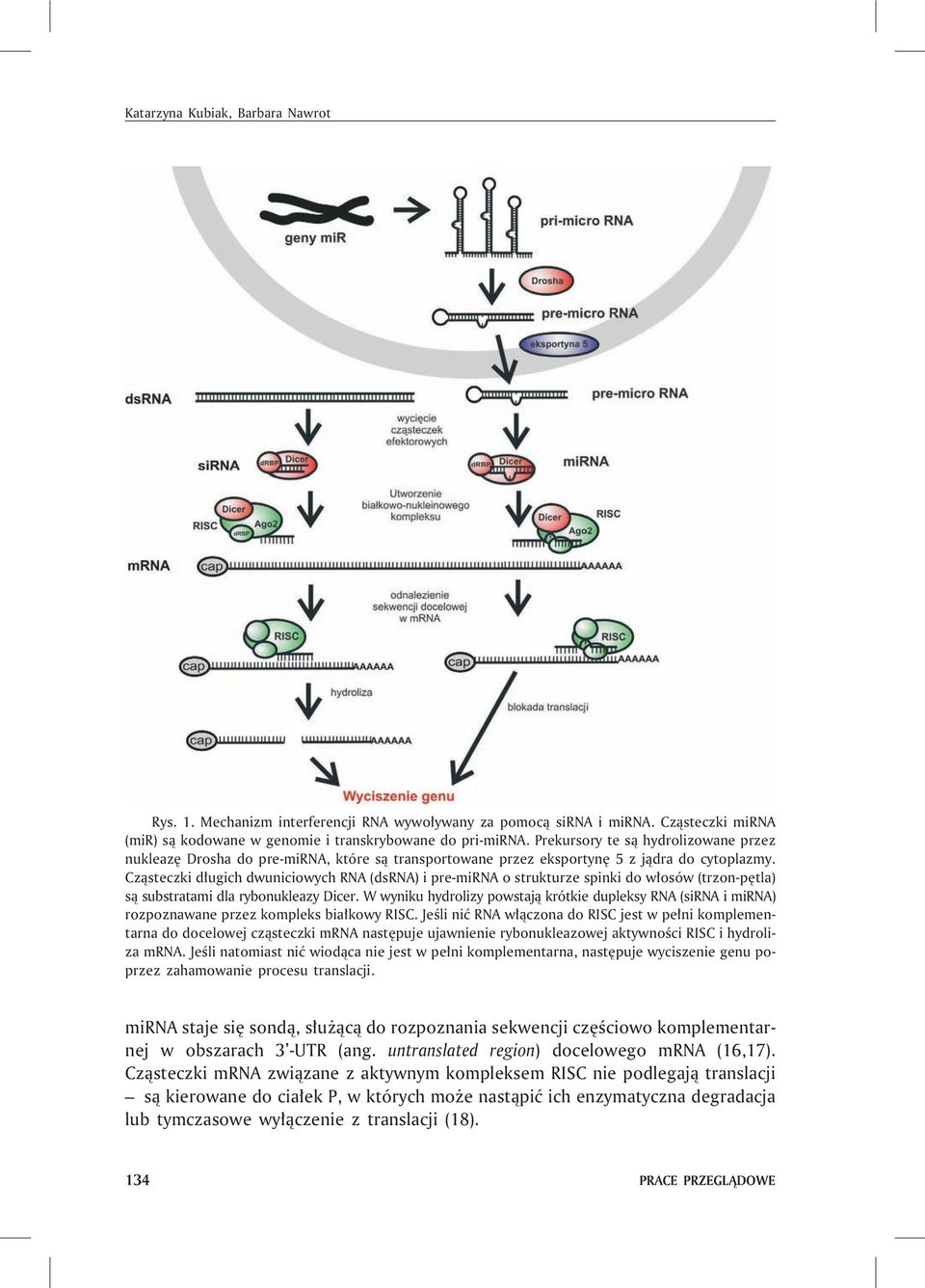 Cz¹steczki d³ugich dwuniciowych RNA (dsrna) i pre-mirna o strukturze spinki do w³osów (trzon-pêtla) s¹ substratami dla rybonukleazy Dicer.