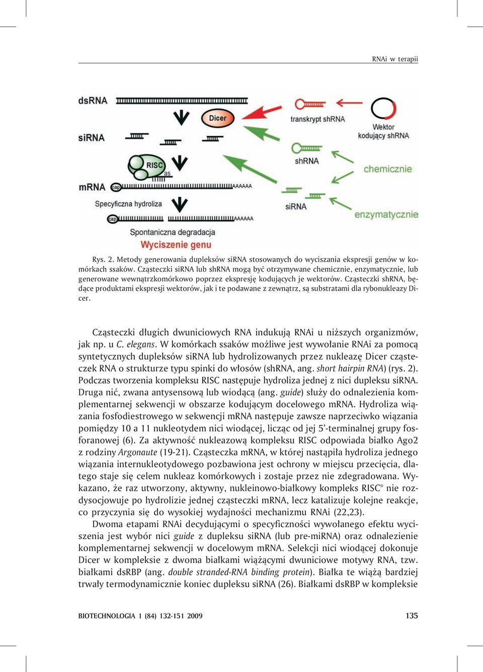 Cz¹steczki shrna, bêd¹ce produktami ekspresji wektorów, jak i te podawane z zewn¹trz, s¹ substratami dla rybonukleazy Dicer.