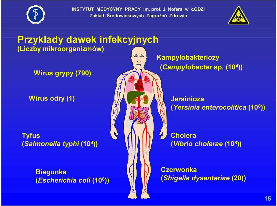 (10 4 )) Wirus odry (1) Jersinioza (Yersinia enterocolitica (10 8 )) Tyfus