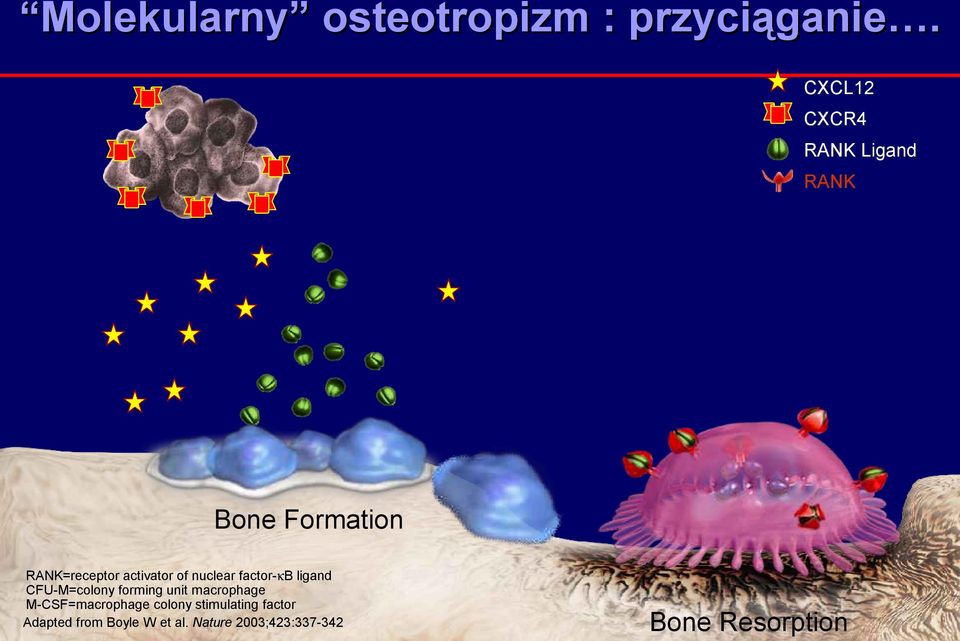 nuclear factor-κb ligand CFU-M=colony forming unit macrophage