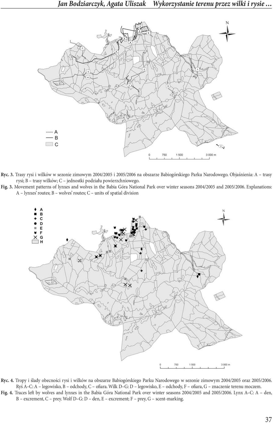 Movement patterns of lynxes and wolves in the Babia Góra National Park over winter seasons 2004/2005 and 2005/2006. Explanations: A lynxes routes; B wolves routes; C units of spatial division Ryc. 4.