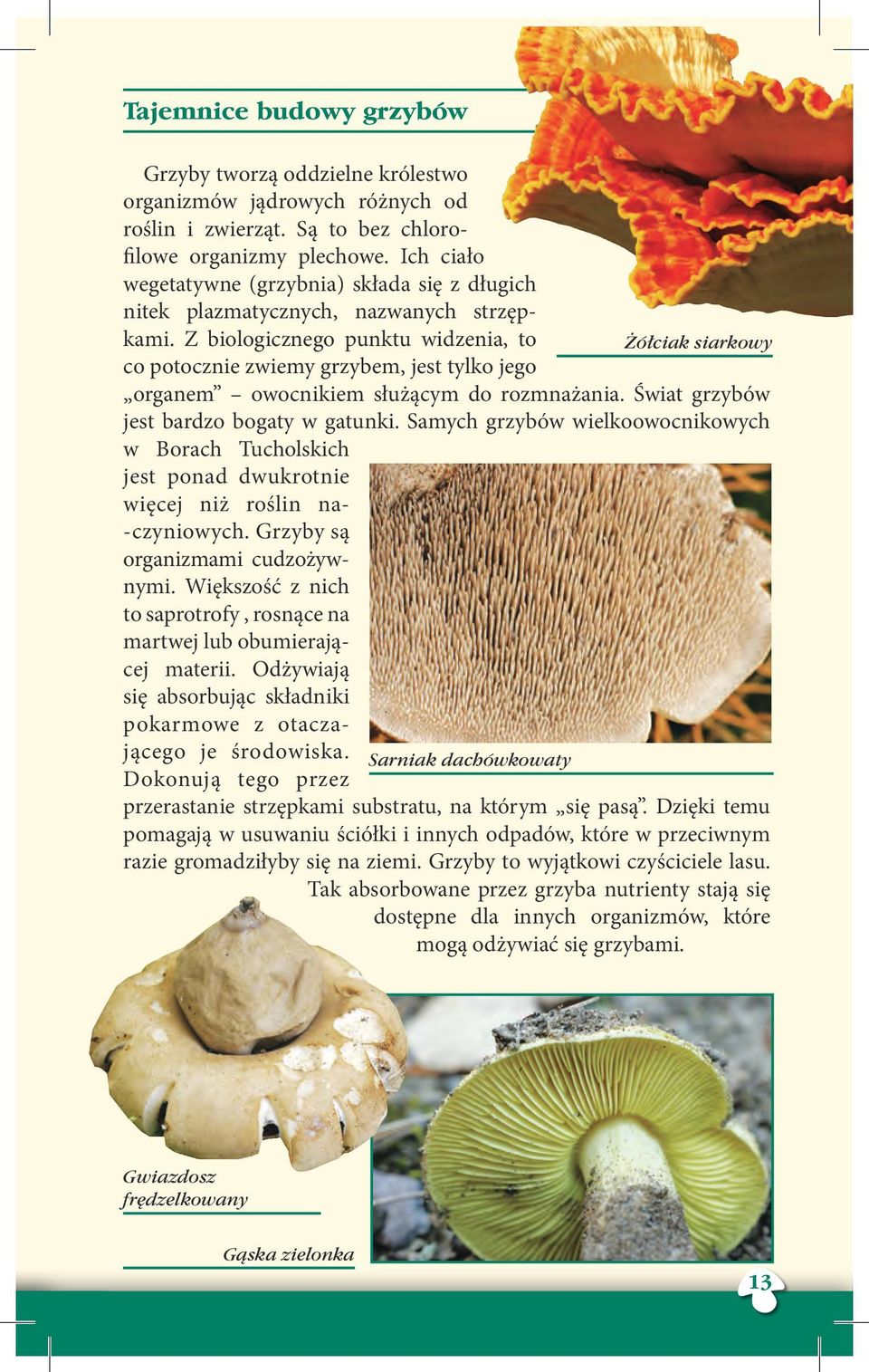 Z biologicznego punktu widzenia, to co potocznie zwiemy grzybem, jest tylko jego organem owocnikiem służącym do rozmnażania. Świat grzybów jest bardzo bogaty w gatunki.