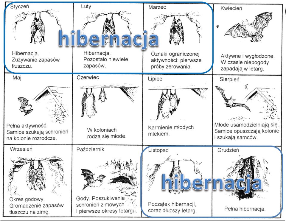 nietoperza